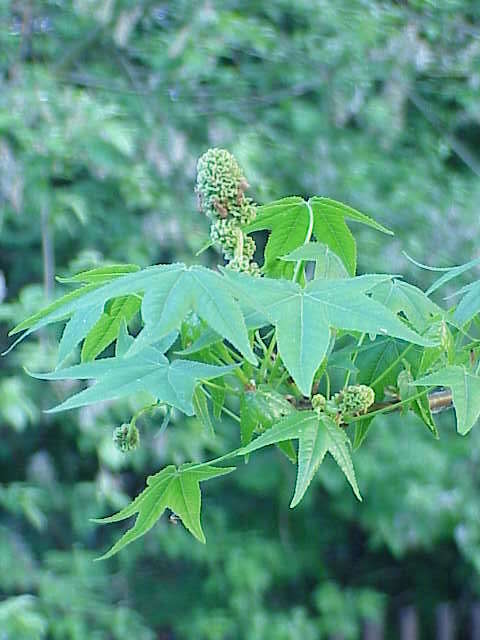 Image of American Sweetgum