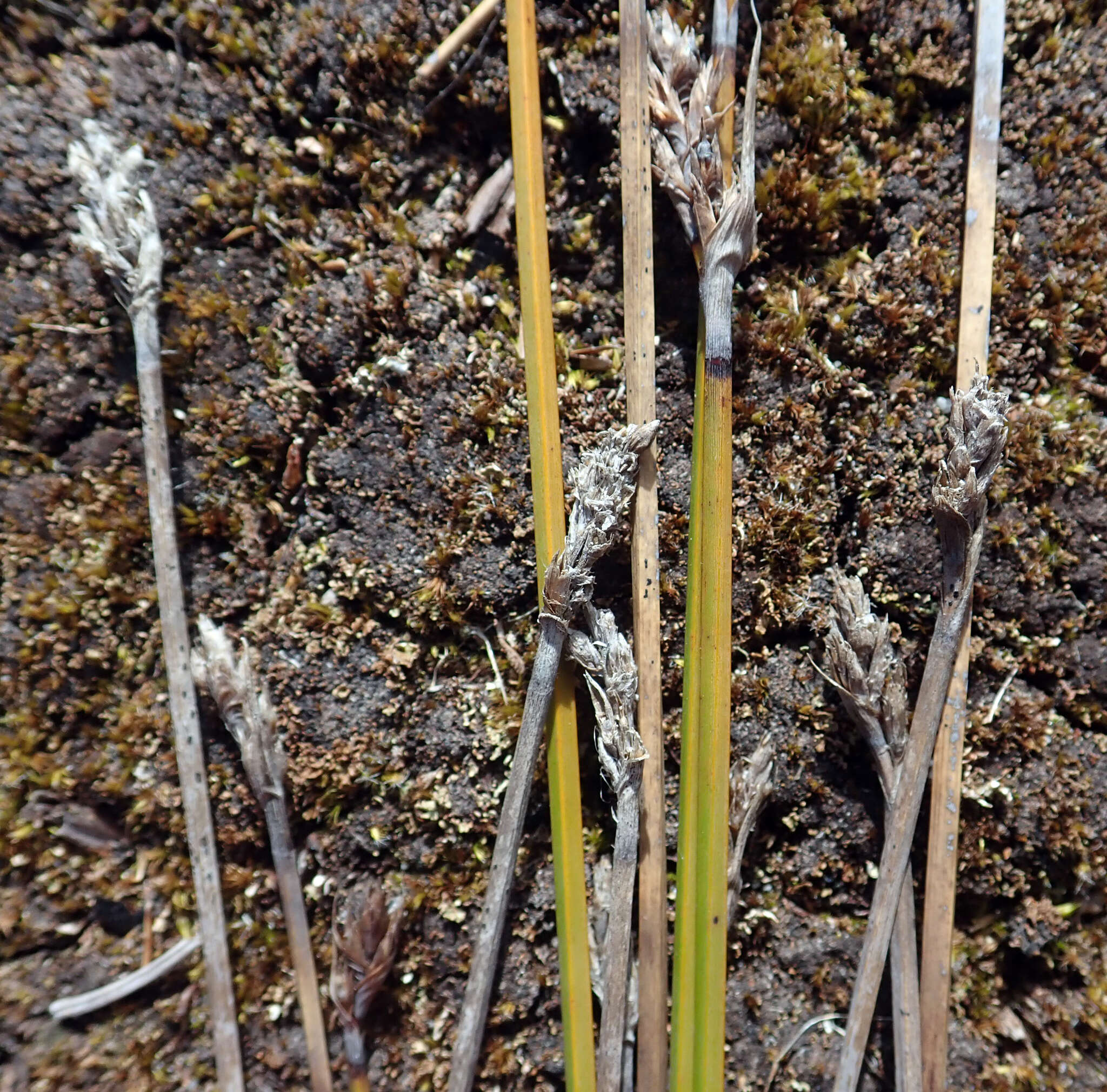 Image of Lepidosperma australe (A. Rich.) Hook. fil.