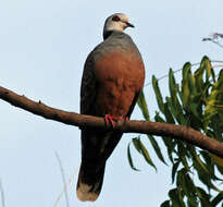 صورة Streptopelia hypopyrrha (Reichenow 1910)