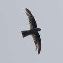 Image of Mountain Swiftlet