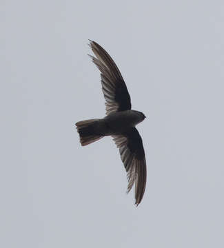 Image of Mountain Swiftlet