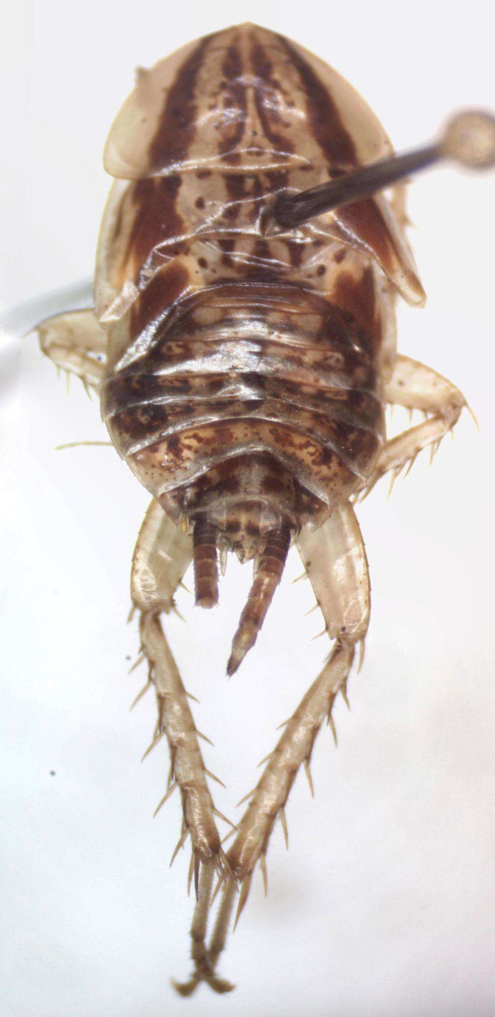 Image of Imblattella chagrensis (Hebard 1920)