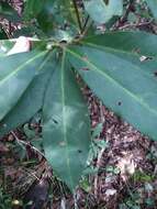 Image de Illicium floridanum Ellis