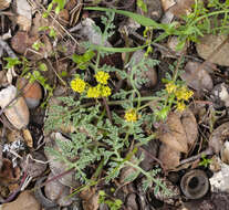 Image of Mt. Hamilton desertparsley