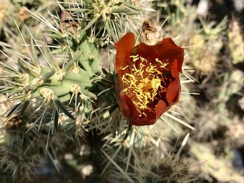 Image of buckhorn cholla