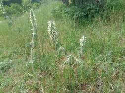 Sivun Phlomoides laciniata (L.) Kamelin & Makhm. kuva