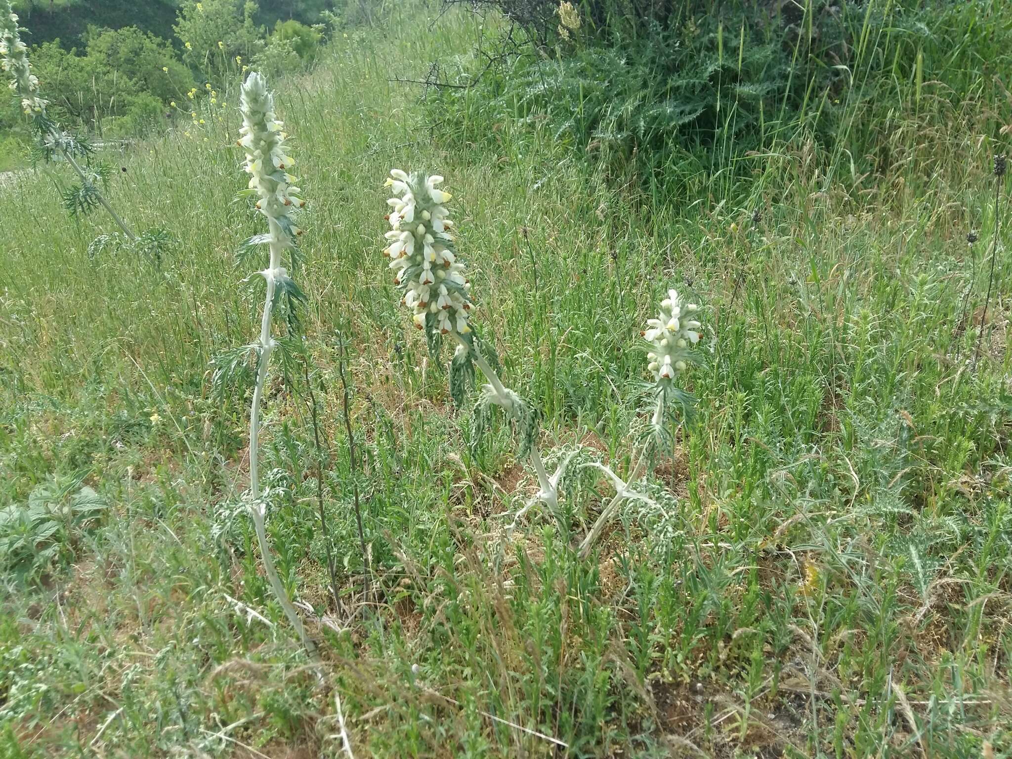 Sivun Phlomoides laciniata (L.) Kamelin & Makhm. kuva