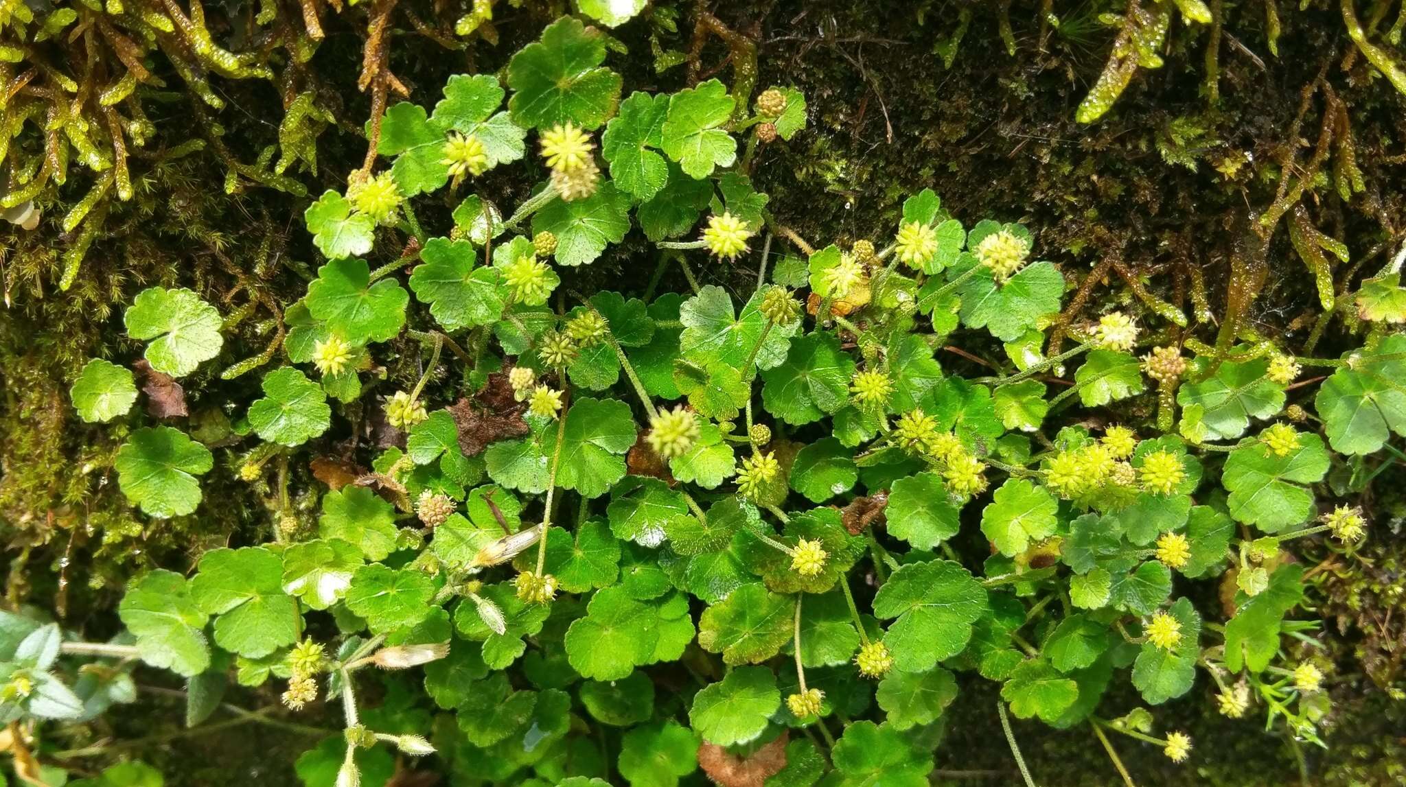 Image of Hydrocotyle setulosa Hayata