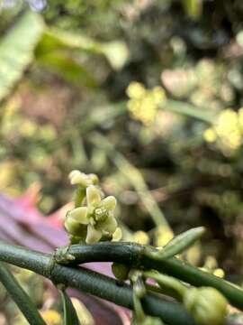 Orthosia stenophylla Schltr.的圖片