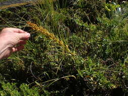 Image of Aciphylla crenulata Armst.