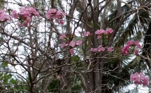 Image of pink trumpet-tree