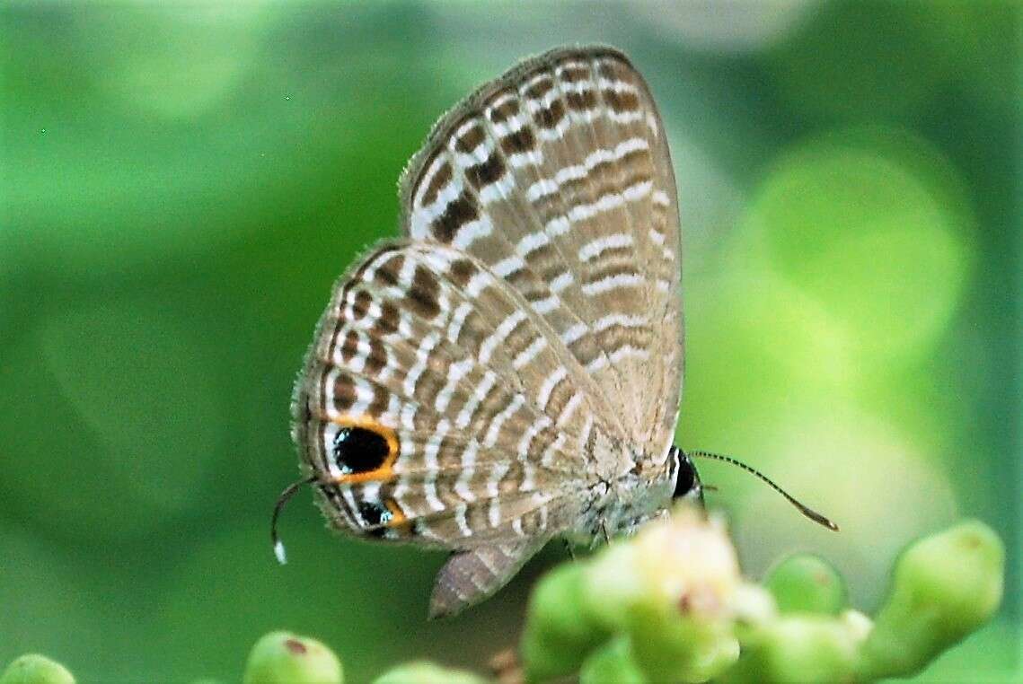 Nacaduba calauria (C. Felder 1860)的圖片