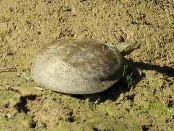 Image of Smooth Softshell Turtle