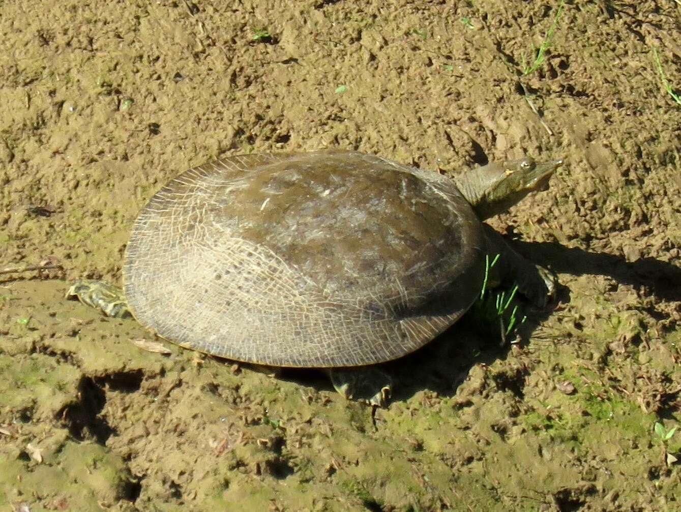 Image of Smooth Softshell Turtle