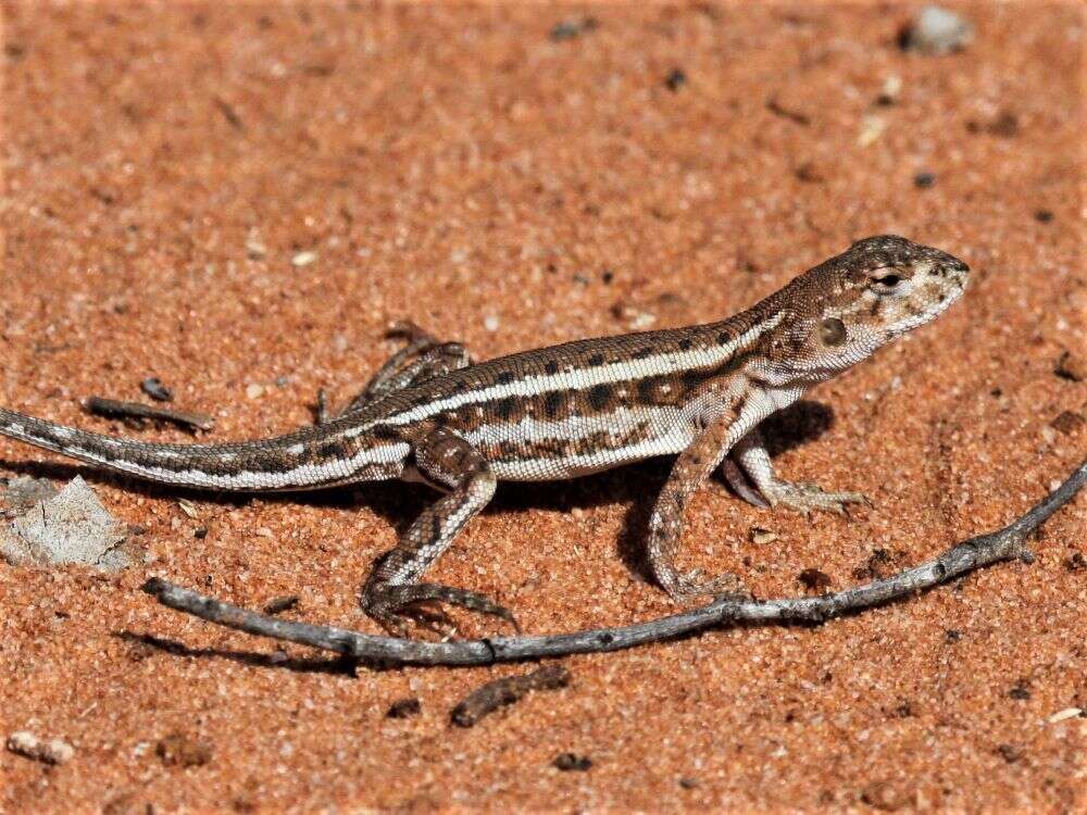 Image of Ctenophorus spinodomus Sadlier, Colgan, Beatson & Cogger 2019