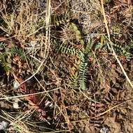 Слика од Potentilla basaltica A. Tiehm & B. Ertter