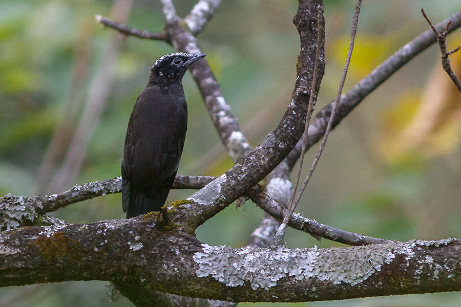 Image of Purple Cochoa