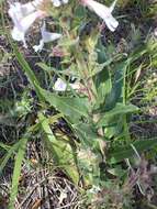 Image de Penstemon albidus Nutt.