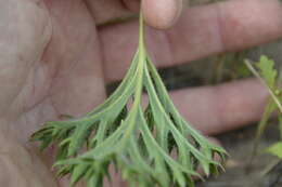 Image of Pelargonium pulverulentum Colv. ex Sweet