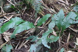 Image of Neocheiropteris ensata (Thunb.) Ching