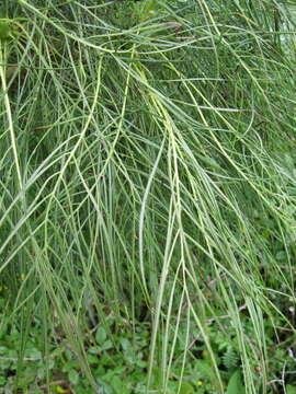 Imagem de Sonchus wildpretii U. & A. Reifenberger