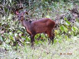 Image of Central American Red Brocket Deer