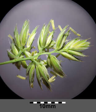 Image of Cocksfoot or Orchard Grass