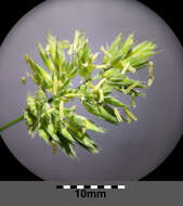 Image of Cocksfoot or Orchard Grass