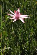 Image of Protea kibarensis subsp. cuspidata (Beard) Chisumpa & Brummitt