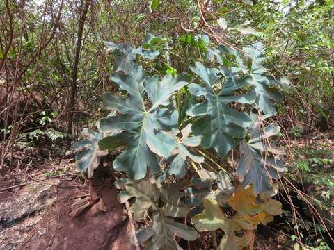 Image of Thaumatophyllum saxicola (Krause) Sakur., Calazans & Mayo