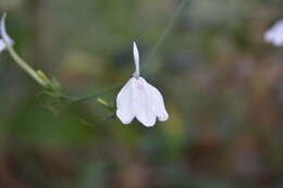 Sivun Rhinacanthus nasutus (L.) Kuntze kuva