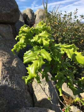 Image of Mahonia