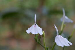 Image of Rhinacanthus nasutus (L.) Kuntze