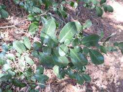 Image of Azara integrifolia Ruiz & Pav.