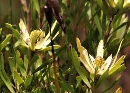 Image of Leucadendron spissifolium subsp. phillipsii (Hutch.) I. Williams