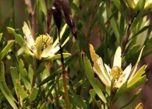 Image of Leucadendron spissifolium subsp. phillipsii (Hutch.) I. Williams