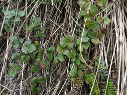 Imagem de Gingidia trifoliolata