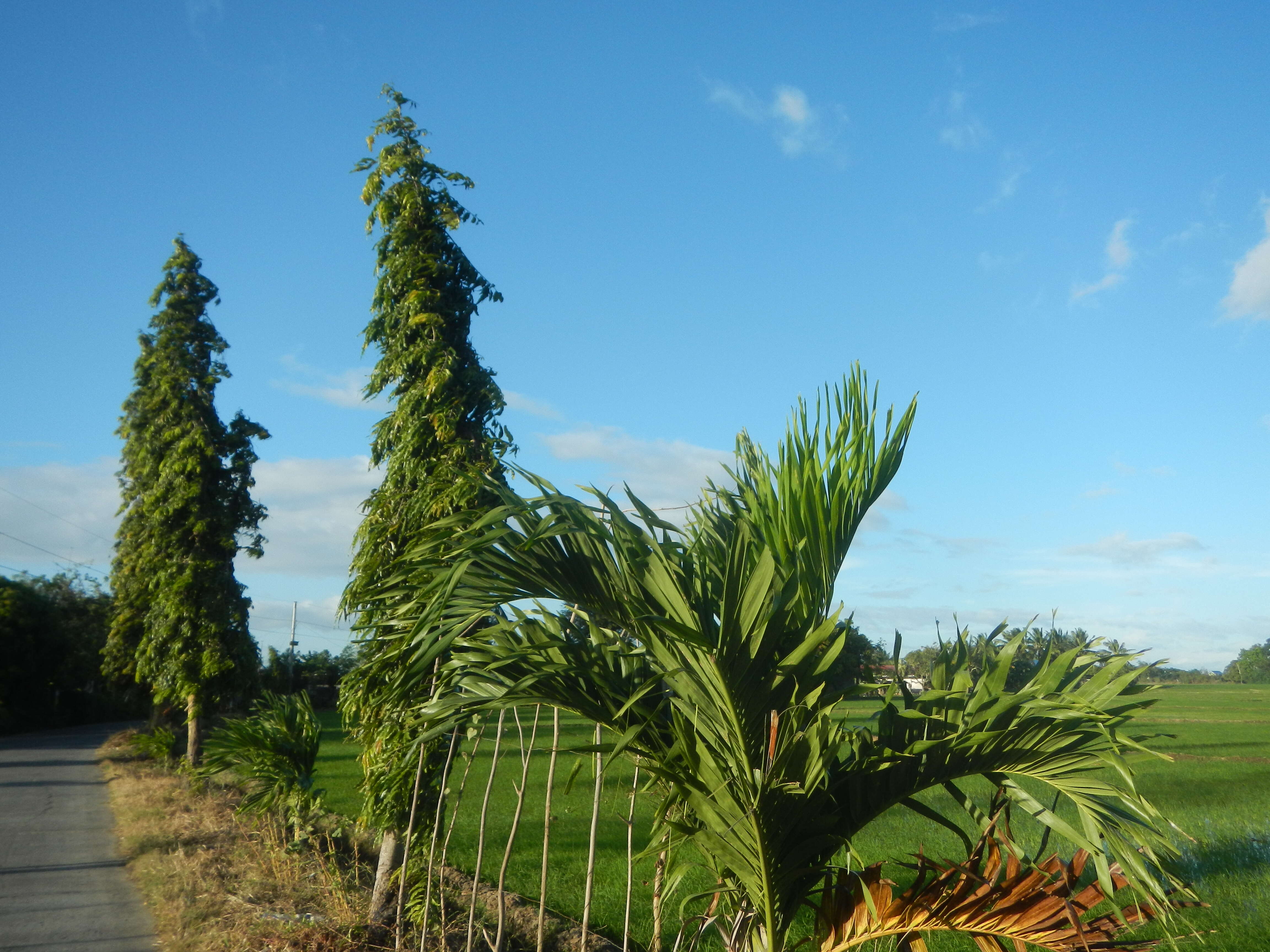 Слика од Monoon longifolium