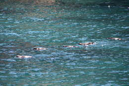 Image of Galapagos Penguin