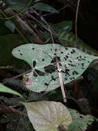 Image of Pseudophasma phthisicum (Linnaeus 1758)