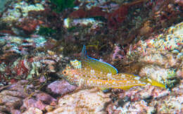 Image of Black-faced Blenny