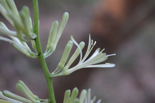 Image of viper's bowstring hemp