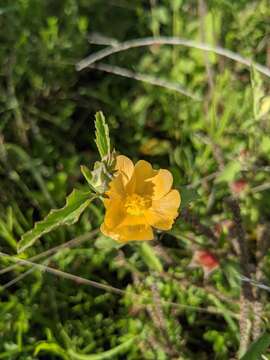 Image of Wright's false mallow