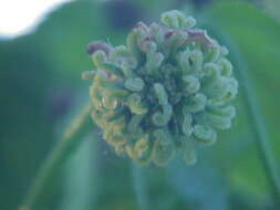 Image of American Sweetgum