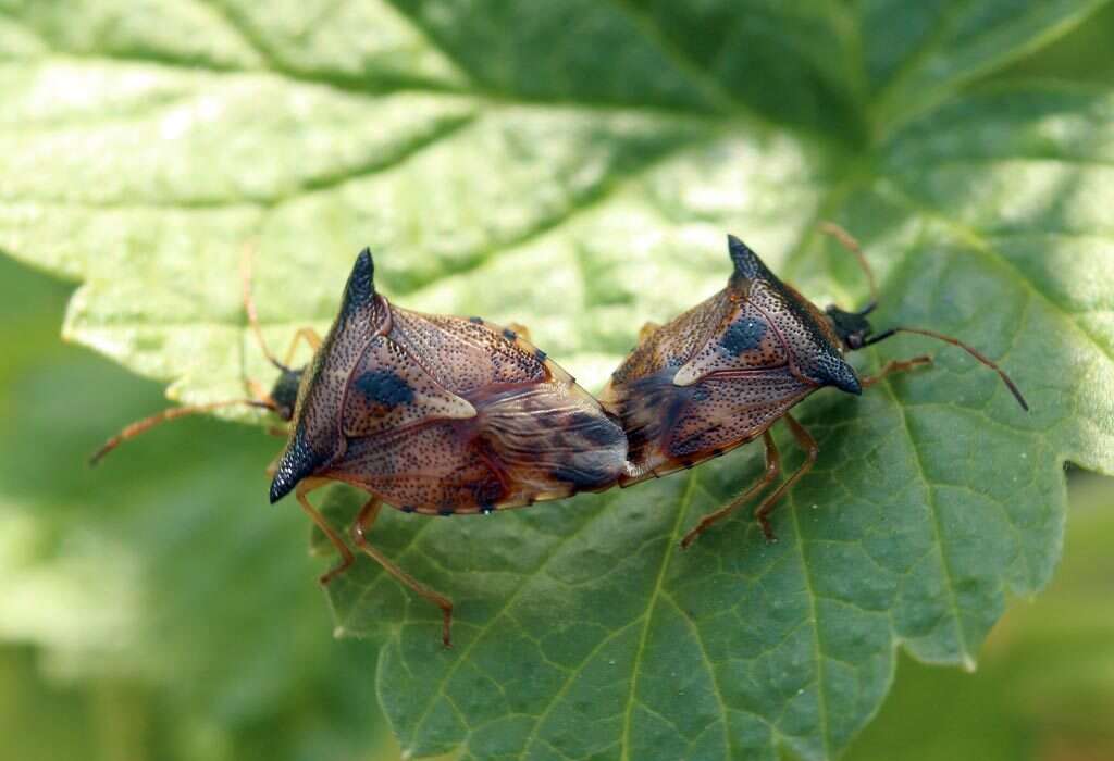 Image of Bilberry shield bug