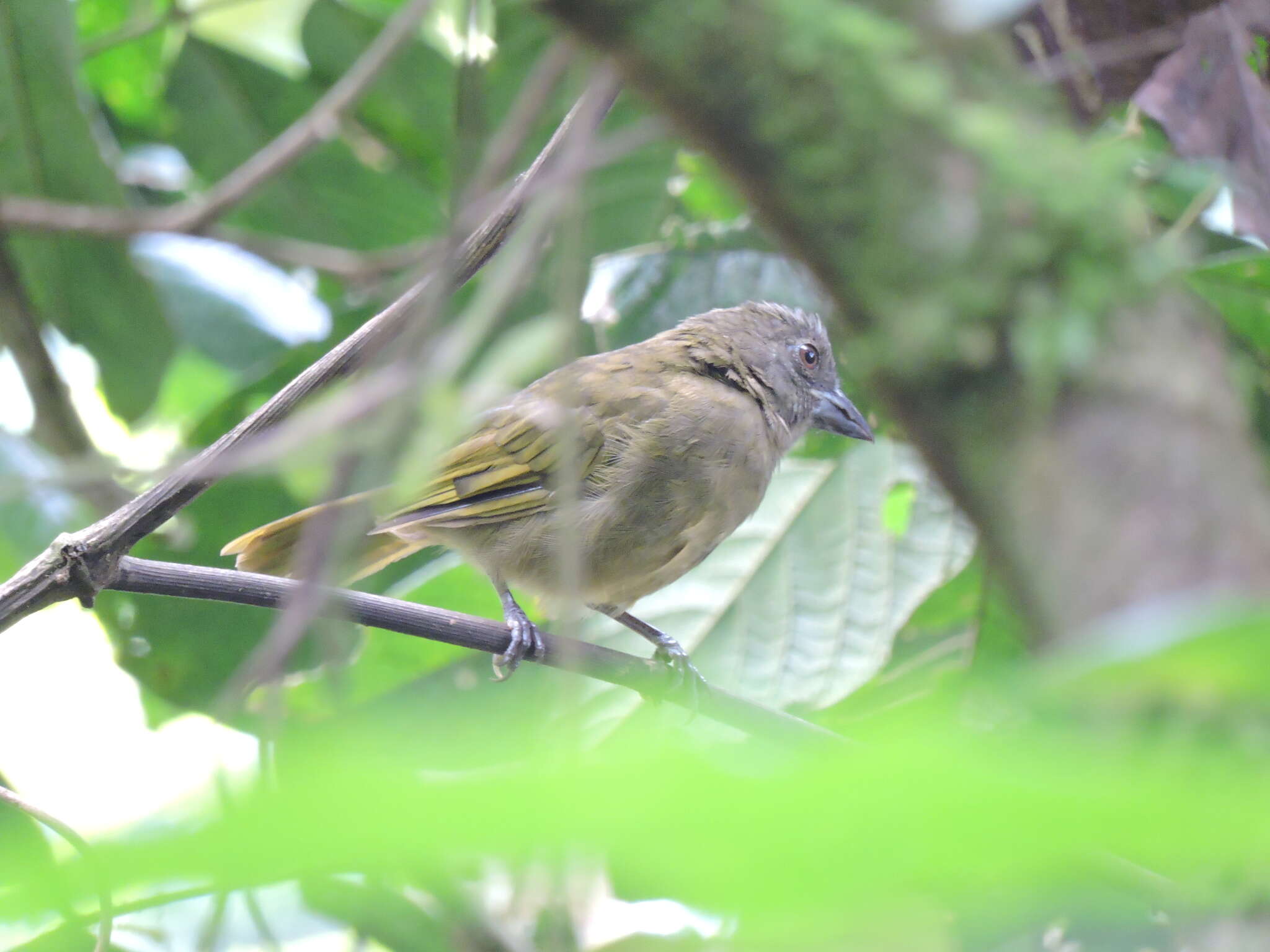 Image of Ochre-breasted Tanager