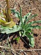 Image de Crinum lugardiae N. E. Br.