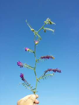 Imagem de Vicia villosa Roth