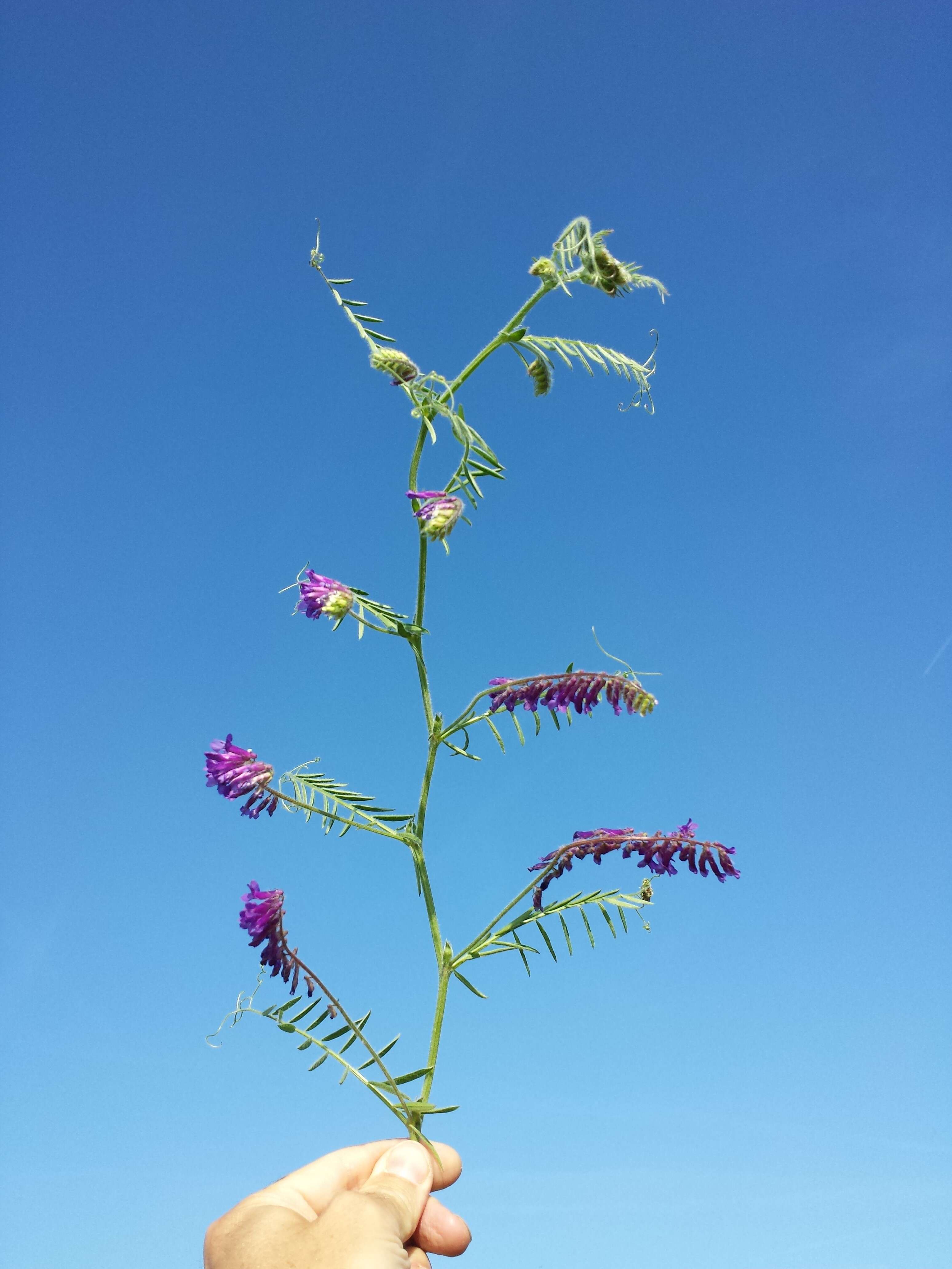 Image of fodder vetch