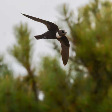 Image of Biscutate Swift